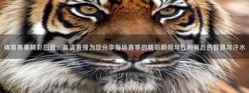 体育赛事精彩回顾：高清直播为您分享每场赛事的精彩瞬间与胜利背后的智慧与汗水