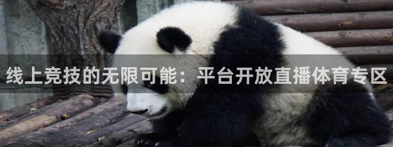 线上竞技的无限可能：平台开放直播体育专区